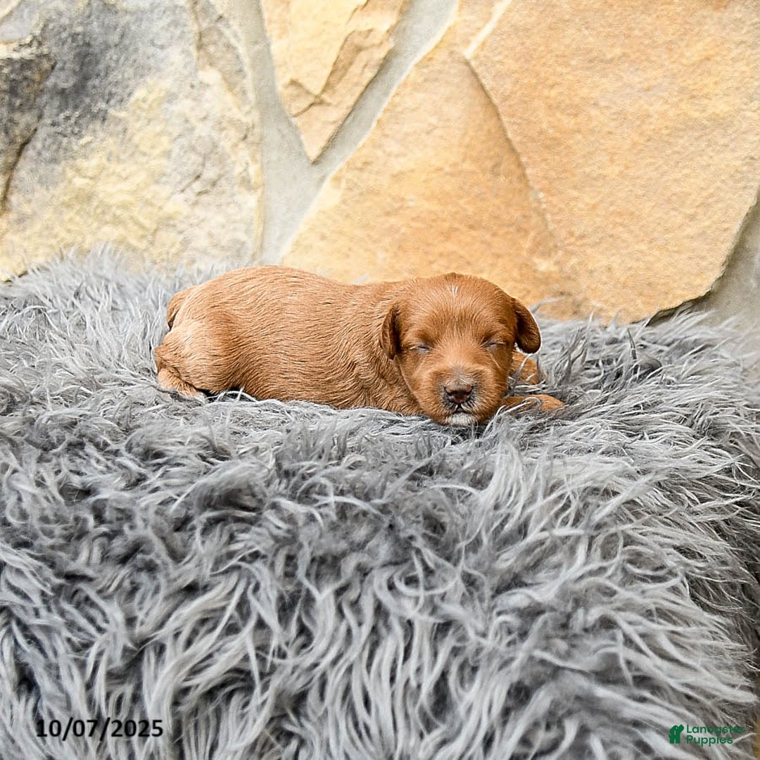 Mini Goldendoodle dogs for sale: Millie - Image 6