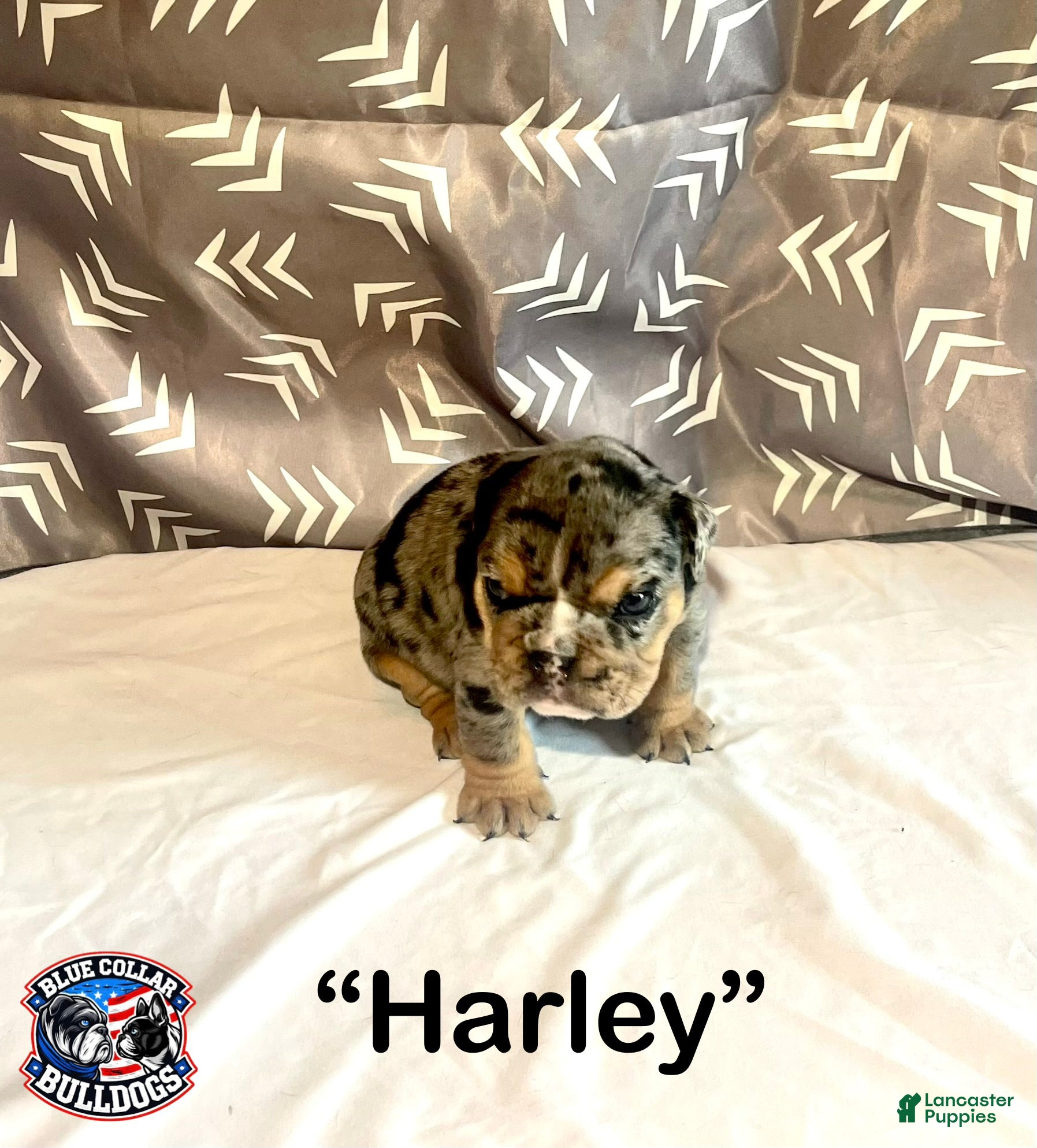 English Bulldog dogs for sale: English Bulldog Puppy - Harley - Ad 9