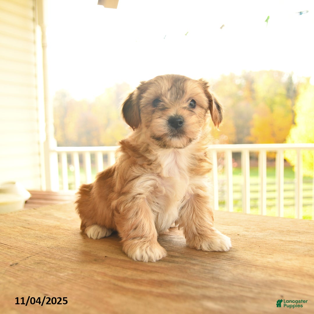 Yochon dogs for sale: Truffle  - Ad 7