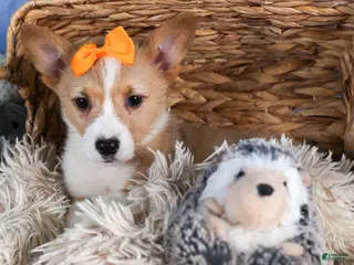 Welsh Corgi Pembroke dogs Milly - Ad 17