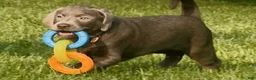 Labrador Retriever dogs for sale: Labrador Retriever 1 - Ad 22