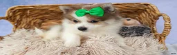 Pomeranian dogs for sale: Ernie🐾 - Ad 12