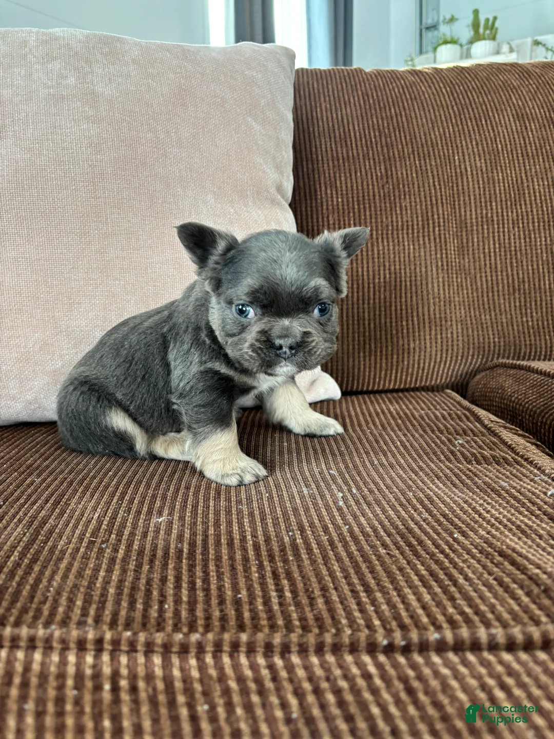 French Bulldog dogs for sale: French Bulldog Puppy 1 - Ad 1
