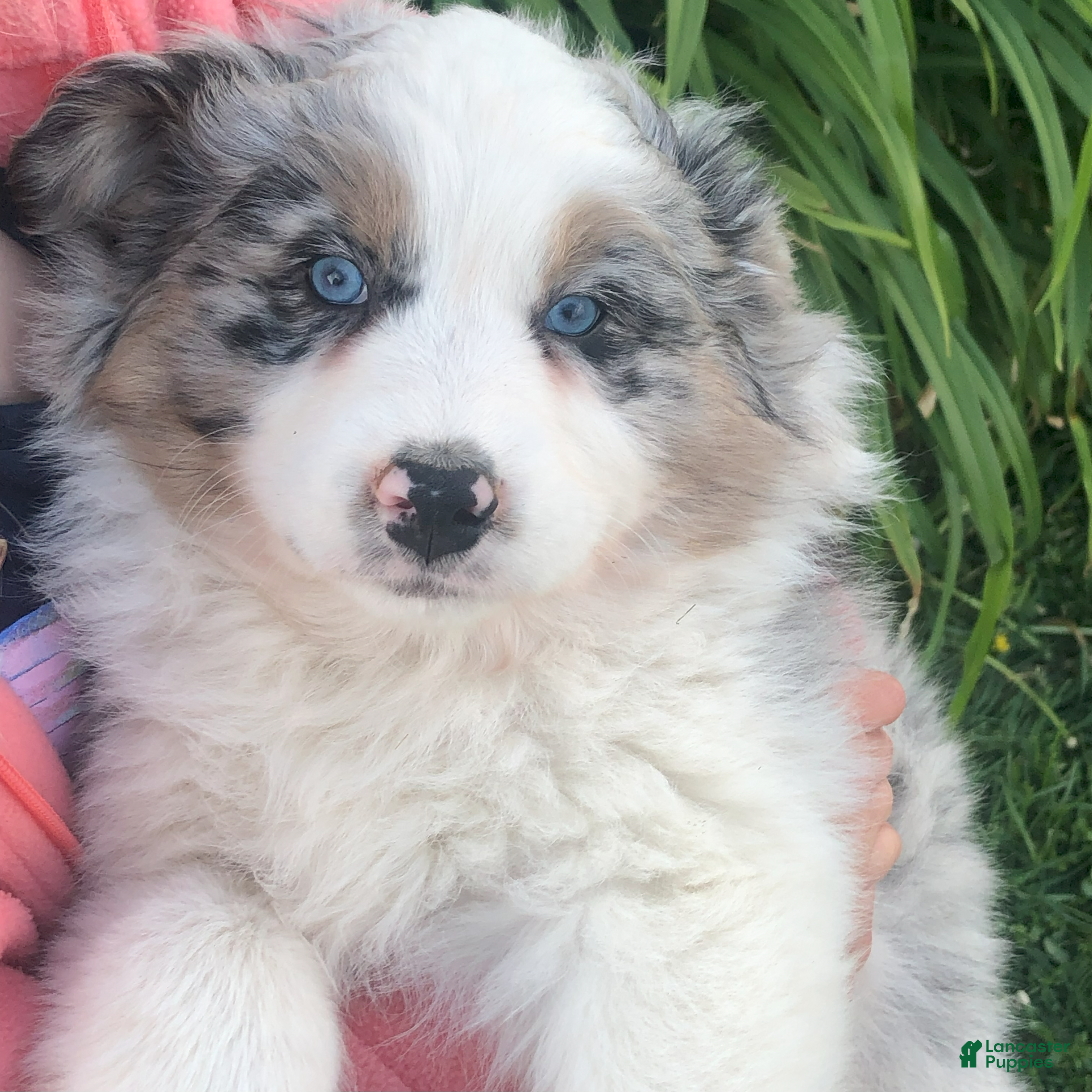Australian Shepherd dogs Austin  - Ad 2