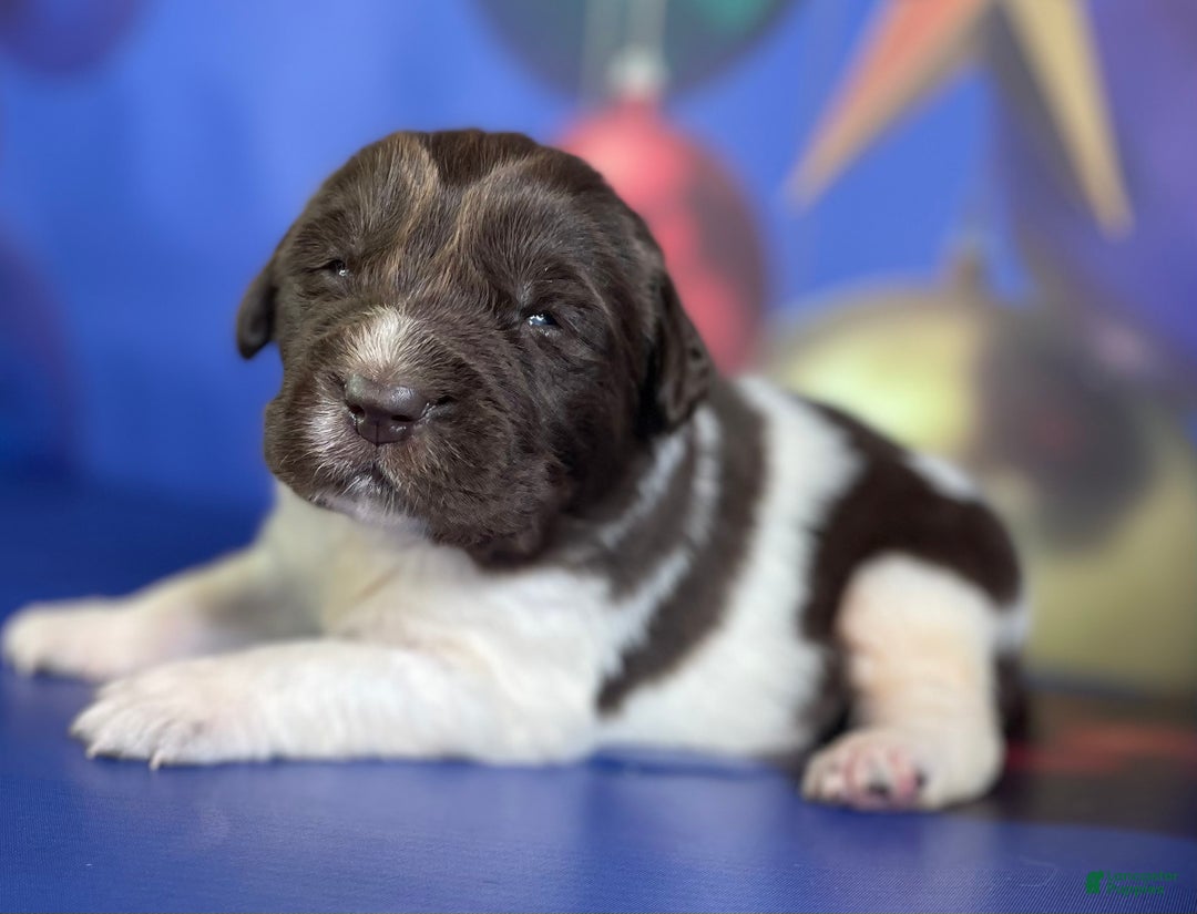 Mixed Breed dogs for sale: Stewie OFA DNA  - Ad 3
