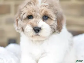 Mixed Breed dogs for sale: Teddy - Ad 2