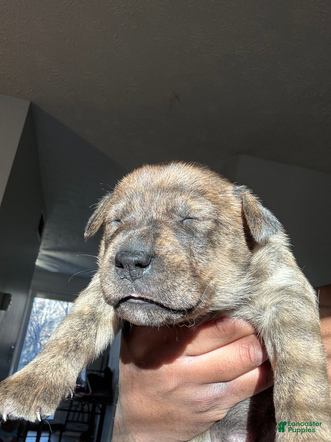 Mixed Breed dogs for sale: Mixed Breed Puppy 2 - Ad 4
