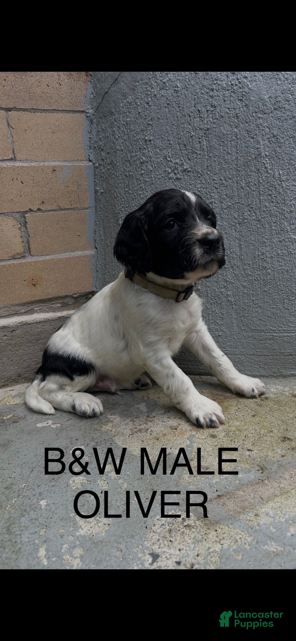 English Springer Spaniel dogs English Springer Spaniel 5 - Ad 2
