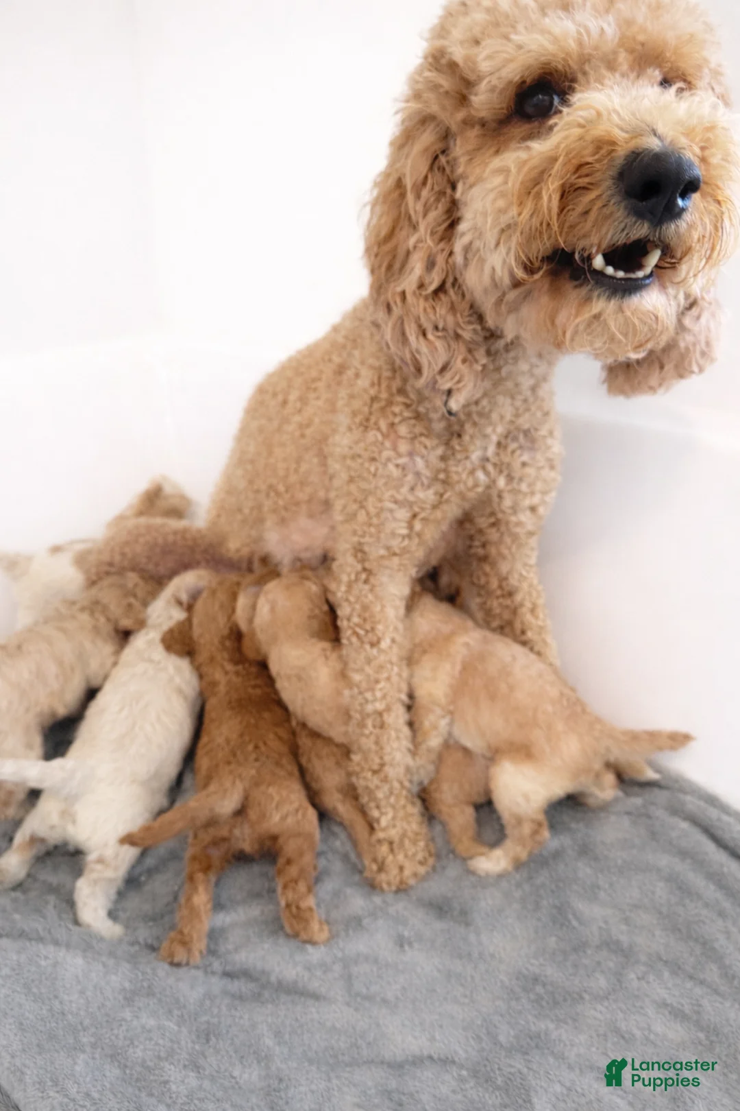 Mini Goldendoodle dogs for sale: Hardy - Ad 2
