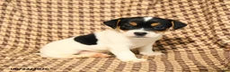 Jack Russell Terrier dogs for sale: Brandon - Ad 1