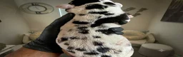 Great Dane dogs for sale: Rhythm and Soul’s Royalty of Chris Brown - Ad 3