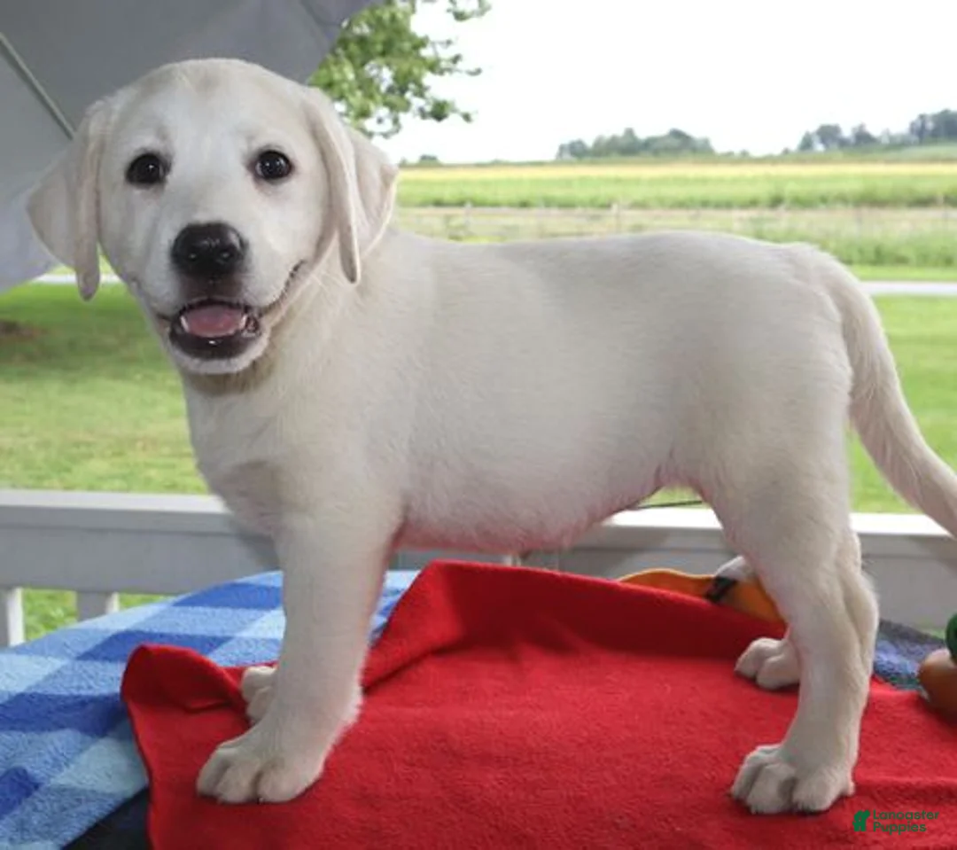 Labrador Retriever dogs for sale: Kimber - Champ lines - Ad 3