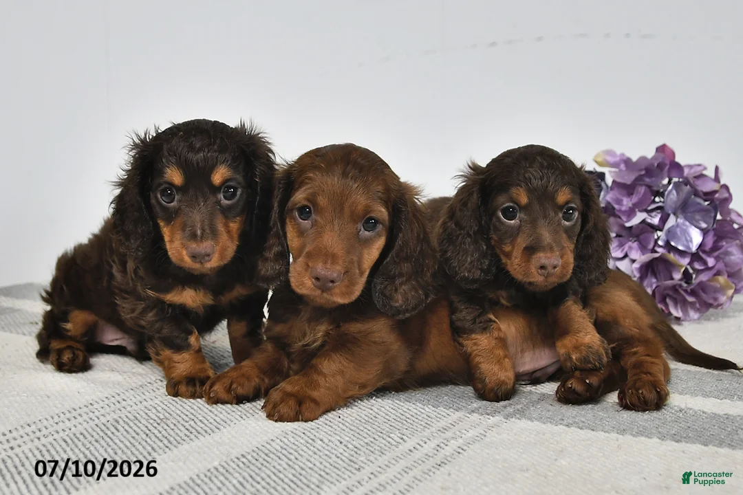 Miniature Dachshund dogs for sale: Alex - Ad 3