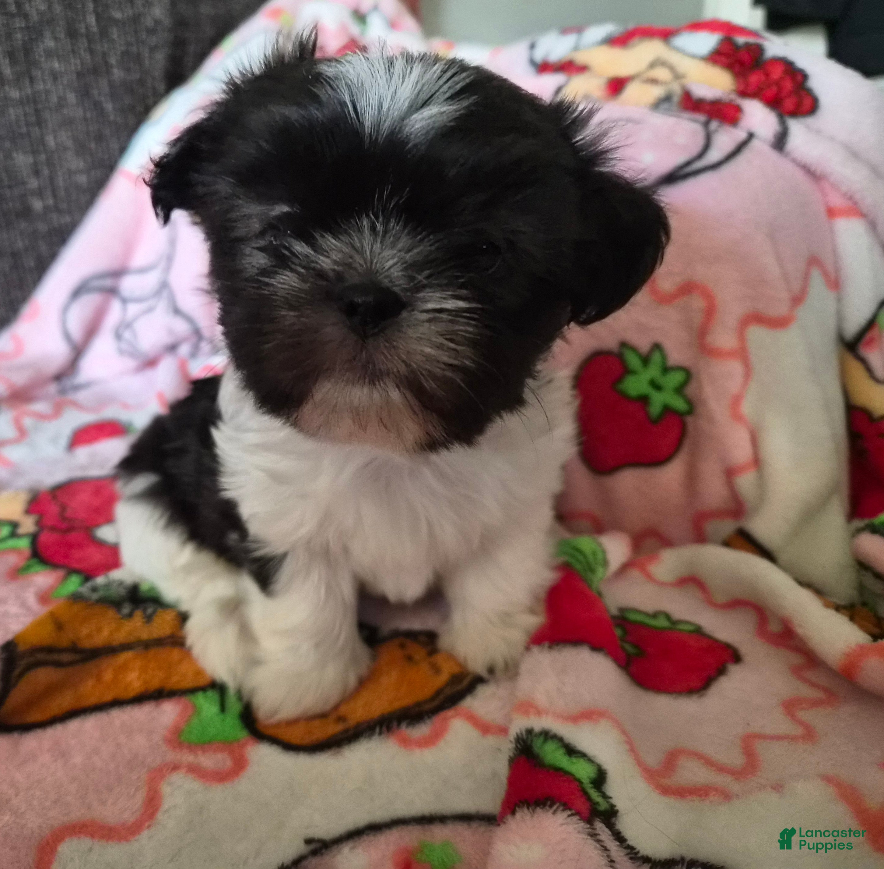 Shih Tzu dogs Shih Tzu Puppy 1 - Ad 1