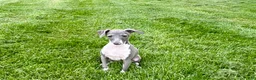 Italian Greyhound dogs for sale: Gina  - Ad 2