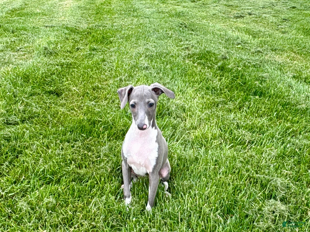 Italian Greyhound dogs for sale: Gina  - Ad 2