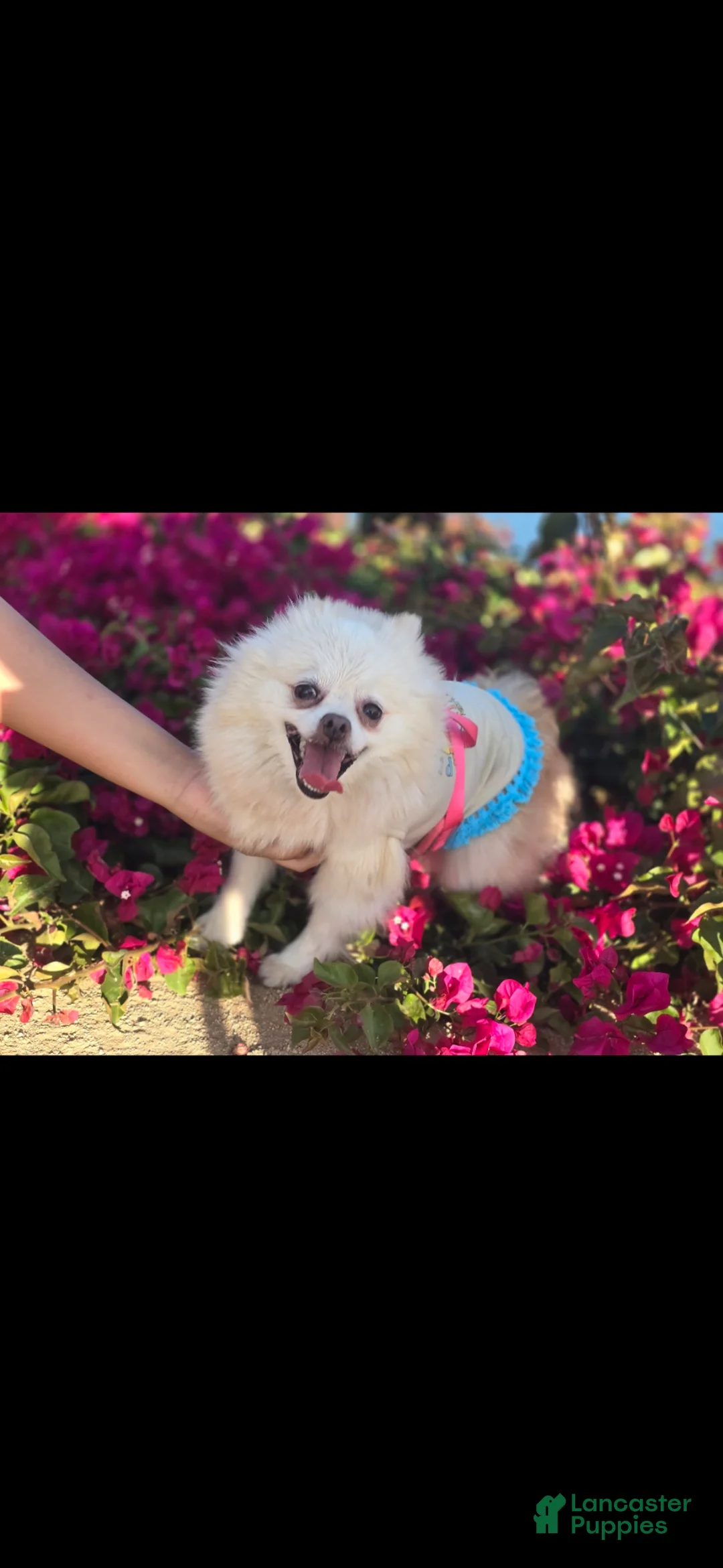 Pomeranian dogs for sale: Pomeranian Puppy 3 - Ad 4