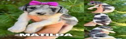 Goldendoodle dogs for sale: Matilda - Standard F1b - Ad 3