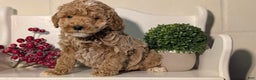 Miniature Poodle dogs for sale: Harmony  - Ad 3
