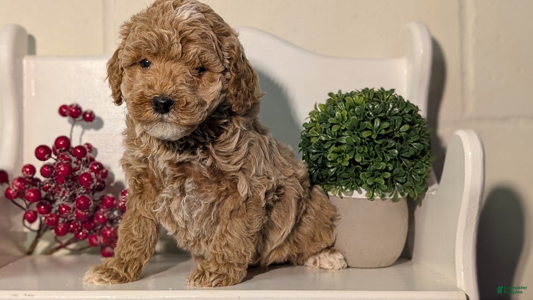 Miniature Poodle dogs for sale: Harmony  - Ad 3