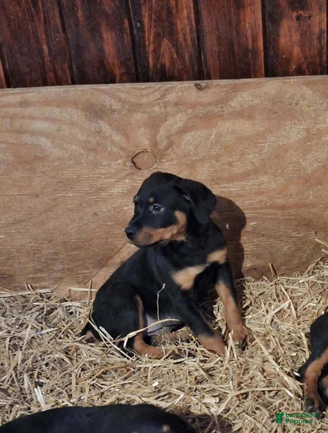 Rottweiler dogs for sale: Rottweiler Puppy 2 - Ad 4