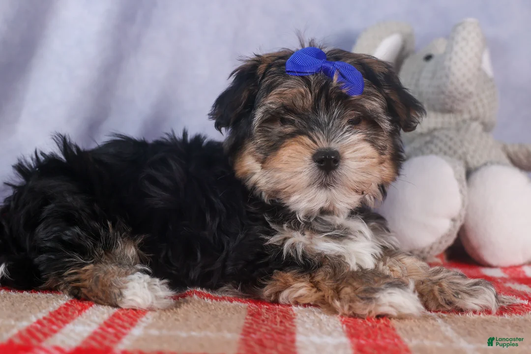 Morkie dogs for sale: Newton - Ad 19