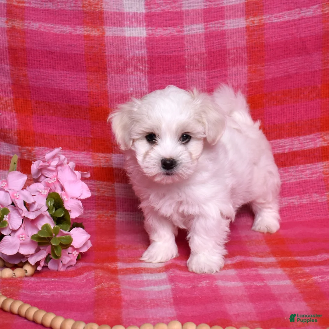 Coton De Tulear dogs for sale: Colby  - Ad 3
