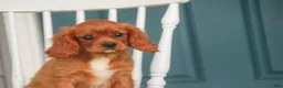 Cavalier King Charles Spaniel dogs for sale: Grady Cavalier King Charles Spaniel  - Ad 3