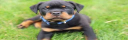 Rottweiler dogs for sale: Knox - Ad 1