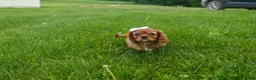 Cavalier King Charles Spaniel dogs for sale: Sierra 🤎🐶 - Ad 13