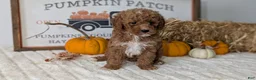 Mini Goldendoodle dogs for sale: Avery - Ad 3