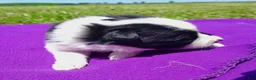 Border Collie dogs for sale: Gloria  - Ad 4