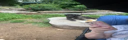 Great Dane dogs for sale: Hefty - Ad 2