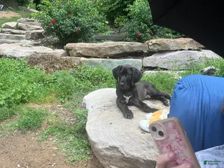 Great Dane dogs Hefty - Ad 2