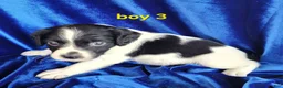 Brittany Spaniel dogs for sale: French Brittany boy 3 - Ad 1