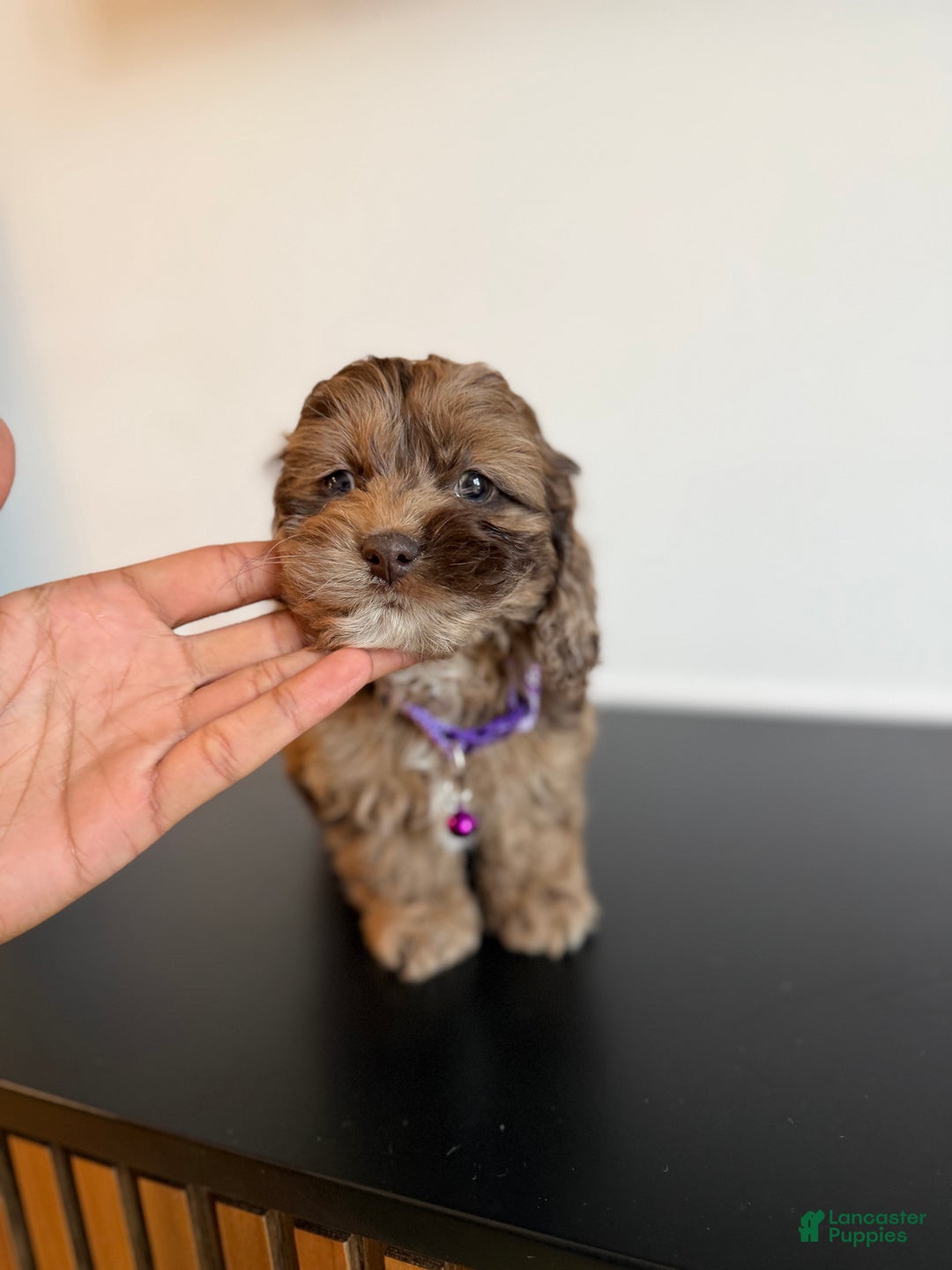 Cockapoo dogs for sale: Mocha - Ad 5