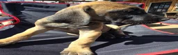 Great Dane dogs for sale: Mabel - Ad 1
