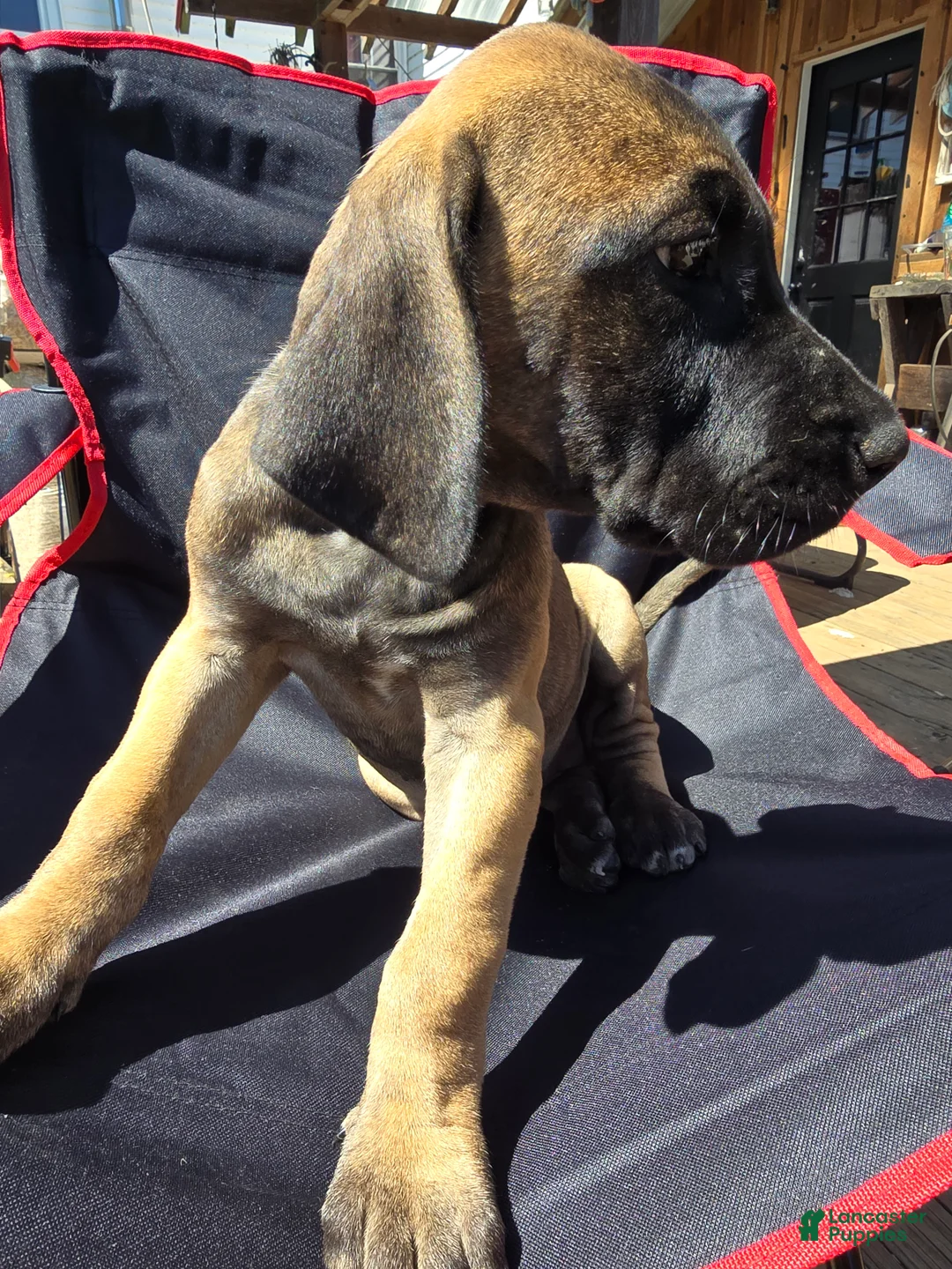 Great Dane dogs for sale: Mabel - Ad 1