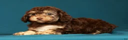 Miniature Poodle dogs for sale: Chrissy - Ad 8