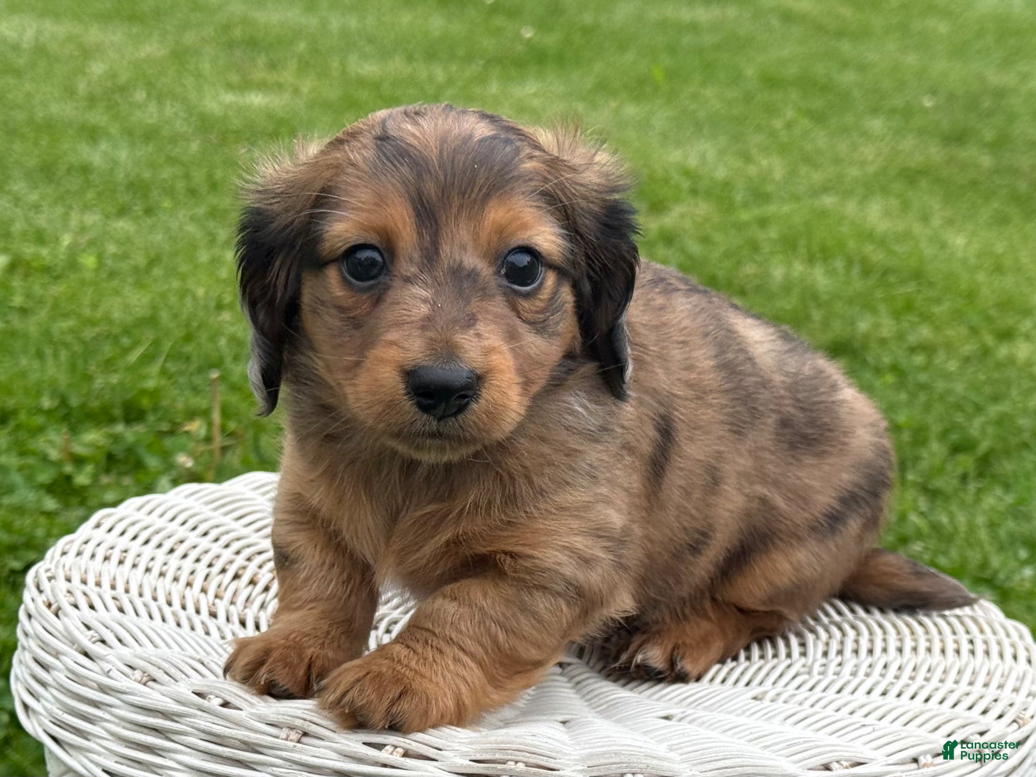 Miniature Dachshund dogs George - Ad 2