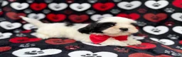Shih Tzu dogs for sale: Sebastian  - Ad 6