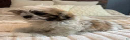 Teddy Bear dogs for sale: Stew  - Ad 2