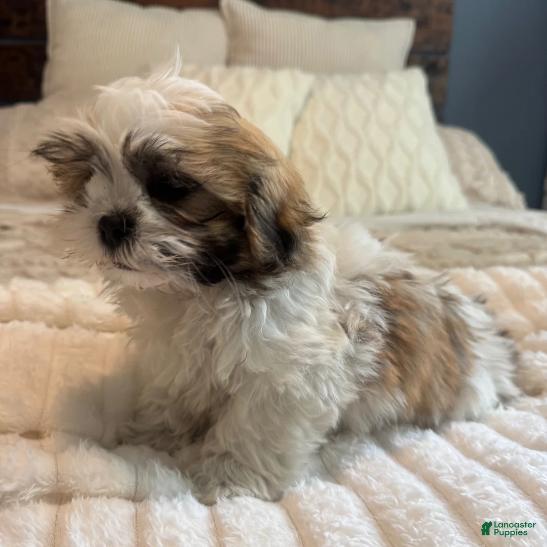 Teddy Bear dogs for sale: Stew  - Ad 2
