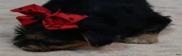 Yorkshire Terrier dogs for sale: Ziggy 2 pounds - Ad 15