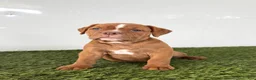 Olde English Bulldogge dogs for sale: Nate - Ad 4