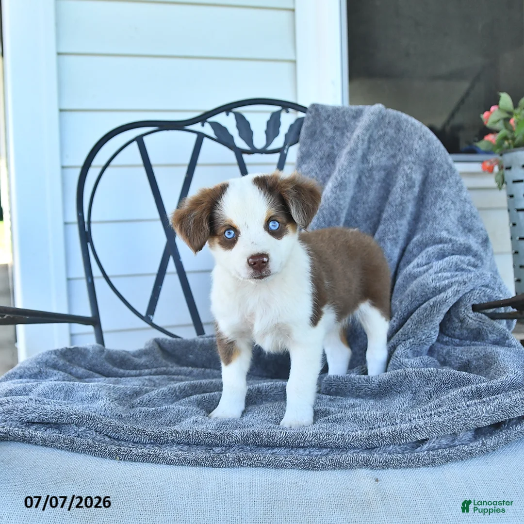 Miniature Australian Shepherd dogs for sale: Bonnie - Ad 1