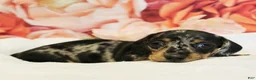 Miniature Dachshund dogs for sale: Francesca - Ad 2