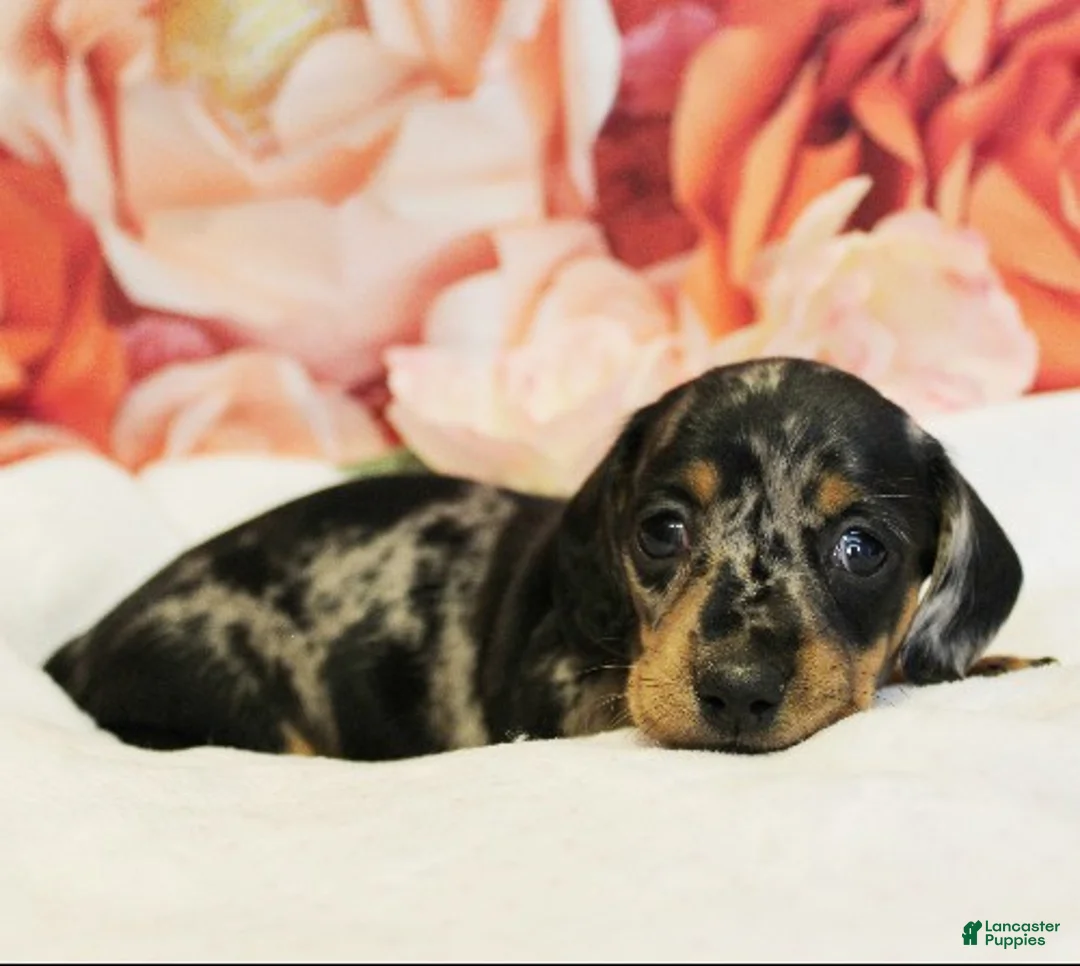 Miniature Dachshund dogs for sale: Francesca - Ad 2