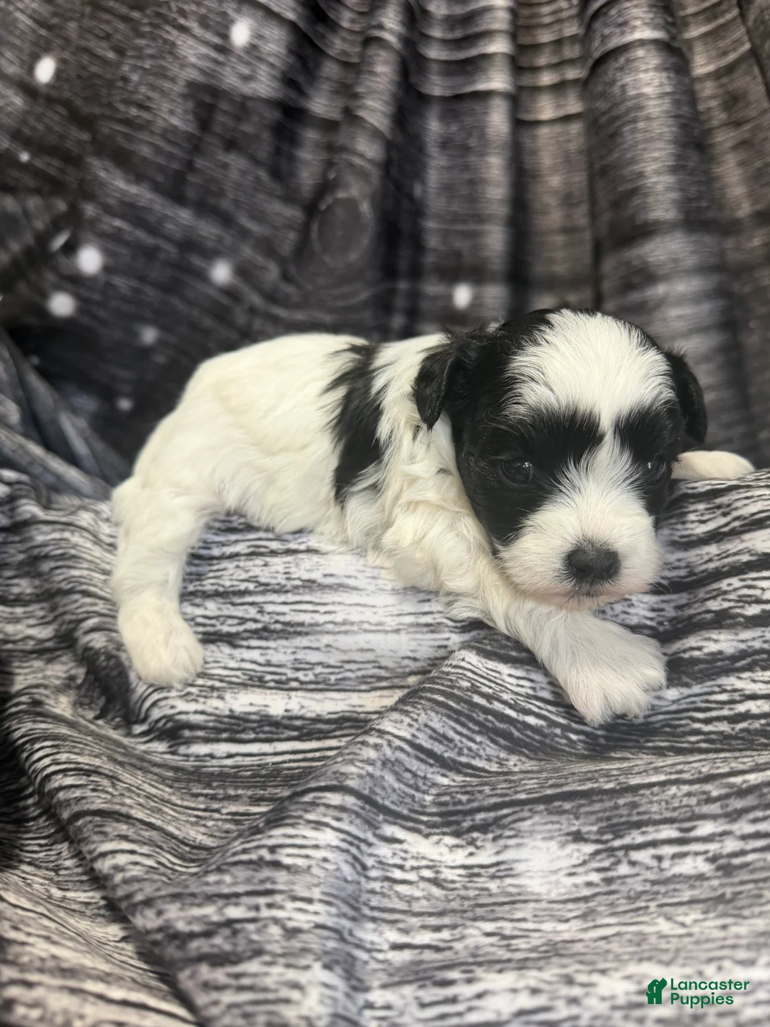 Maltipoo dogs for sale: Maltipoo Puppy 3 - Ad 4