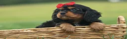 Cavalier King Charles Spaniel dogs for sale: Romeo 🐶 - Ad 5